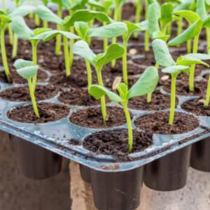 6021-4 21 cells PVC Seed Tray for Greenhouses